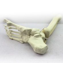 TF06 (12317) Synthetic Bones - Skeleton of Lower Limb (Right or Left),SWABone Models / Tibia + Fibula + Foot Skeleton
